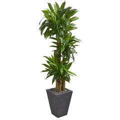 5.5ft. Cornstalk Dracaena Artificial Plant in Slate Planter (Real Touch)