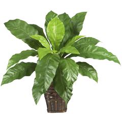 Birds nest Fern with Wicker Basket