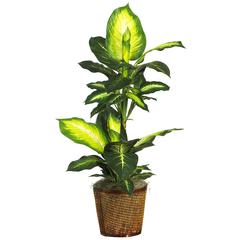 42in. Golden Dieffenbachia with Basket Silk Plant