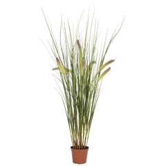 2.5ft. Grass Plant