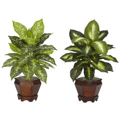 Dieffenbachia with Wood Vase Silk Plant (Set of 2), Assorted