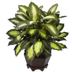 Triple Golden Dieffenbachia with Wood Vase