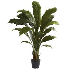 3.5ft. Birds nest Plant