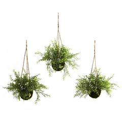 Mini Ruscus, Sedum & Sprengeri Hanging Basket (Set of 3)