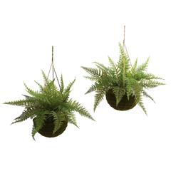 Leather Fern with Mossy Hanging Basket (Indoor/Outdoor) (Set of 2)