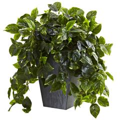 Hanging Pothos with Slate Planter UV Resistant (Indoor/Outdoor)