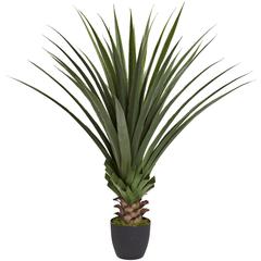 4ft. Spiked Agave Plant