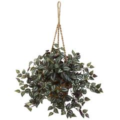 Wandering Jew Hanging Basket