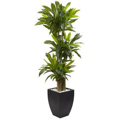 5.5ft. Corn Stalk Dracaena with Black Wash Planter