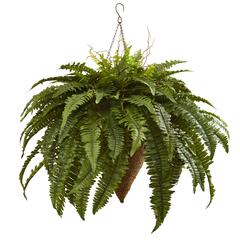26in. Giant Boston Fern with Cone Hanging Basket