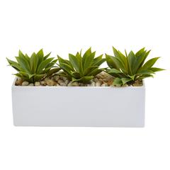 Agave Succulent in Rectangular Planter
