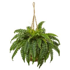 Boston Fern Hanging Basket Green