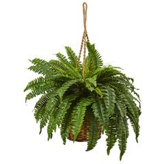 Boston Fern Hanging Basket, Green