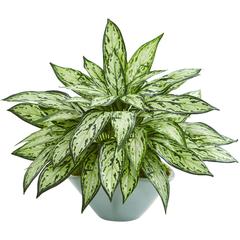 Silver Queen Artificial Plant in Green Vase