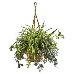 30in. Wandering Jew & Spider Artificial Plant in Hanging Basket