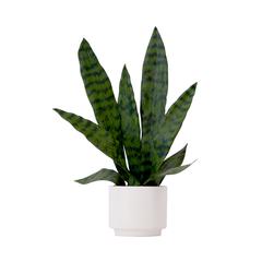 16in. Artificial Sansevieria Snake Plant with Decorative Planter