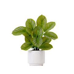 12in. Artificial Calathea Plant with Decorative Planter