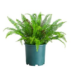 23in. UV Resistant Artificial Boston Fern Plant with Real Touch Leaves