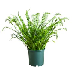 3ft. UV Resistant Artificial Boston Fern Plant with Real Touch Leaves