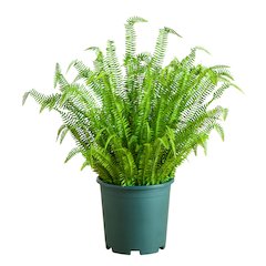 4ft. UV Resistant Artificial Boston Fern Plant with Real Touch Leaves