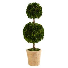 2.5ft. Preserved Boxwood Double Ball Topiary Tree in Decorative Planter
