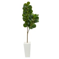 6ft. Fiddle leaf Fig Artificial Tree in Tall White Planter