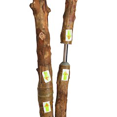 9ft. Willow Artificial Tree (Real Touch)