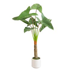 4.5ft. Artificial Arrowhead Philodendron in White Decorative Planter
