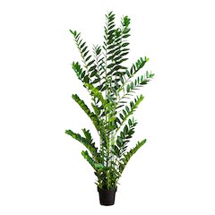 6ft. Artificial Zamioculcas Plant