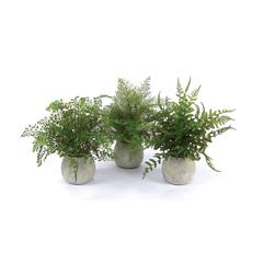 Potted Fern (Set of 3) 14"H Plastic