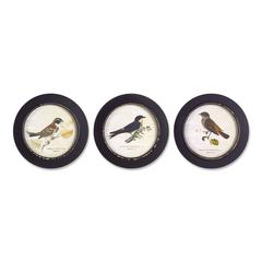 Framed Bird Print (Set of 3) 9.5"D MDF