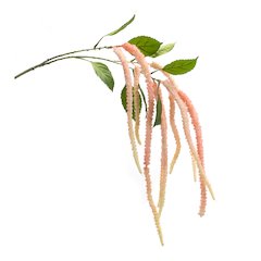 Amaranthus Stem (Set of 4) 53.25"H Plastic/Polyester