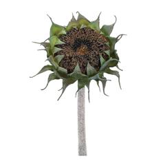 Sunflower Stem (Set of 6) 23.5"H Polyester/Plastic