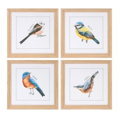Framed Bird Print Under Glass (Set of 8)