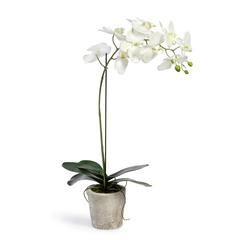 Phalaenopsis Orchid Plant in Concrete Pot Large