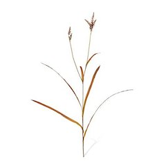 Pasture Grass Assortment of 12