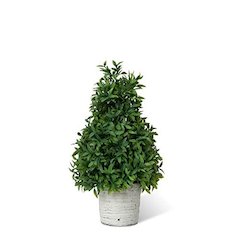 Mountain Savory Cone Topiary Small