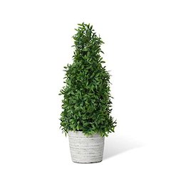 Mountain Savory Cone Topiary Medium