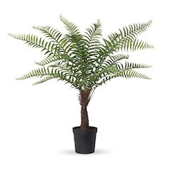 Giant Tree Fern in Growers Pot, 44 in.