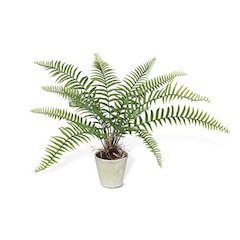 Large Flat Fern, Potted