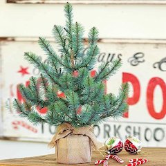 Burlap Wrapped Blue Spruce Seedling with LED Batt. Lights Small