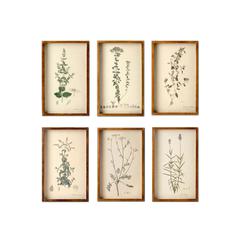 Collected Botanical Prints Set of 6