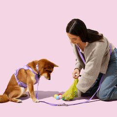 13 in. x 9 in. Extra Thick Leak Proof Unscented Biodegradable Dog Poop Bags