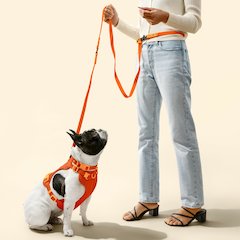 Adjustable 6-in-1 Waterproof Hands-Free Leash and Collar with LED Flashlight