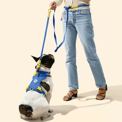 Adjustable 6-in-1 Waterproof Hands-Free Leash and Collar with LED Flashlight