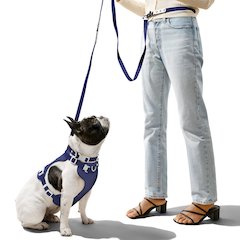 Adjustable 6-in-1 Waterproof Hands-Free Leash and Collar with LED Flashlight