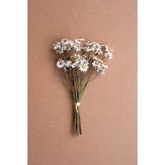 Chamomile Bundle (6 Stems) - White