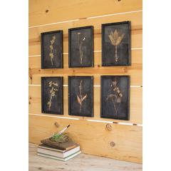 Set Of Six Botanical Prints Under Glass
