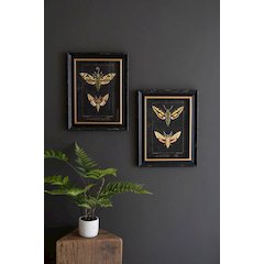 Set Of Two Framed Moth Prints Under Glass