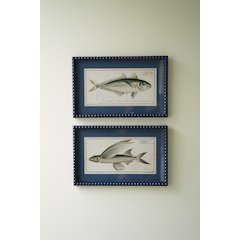 Set Of Two Navy Framed Fish Prints Under Glass